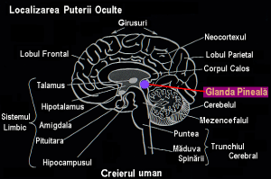 Creierul
